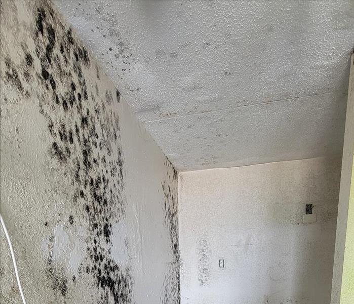 Storms can lead to big mold problems